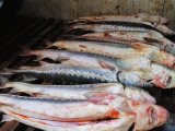 Более 7 тонн рыбы изъято полицейскими в ходе операции «Путина-2014″ в Хабаровском крае