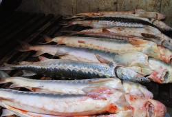Более 7 тонн рыбы изъято полицейскими в ходе операции