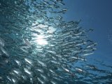 Необычное распределение минтая отмечают в Охотском море в этом году учёные ТИНРО-Центра