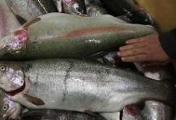 Российская форель вытеснила с рынка фарерский лосось