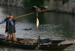 Варварский способ рыбалки в Китае, стал туристической достопримечательностью.