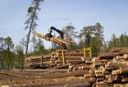 Из чего состоит проект освоения лесов