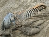 Зоологи: останкам древнего животного, найденным в ямальской реке, больше 100 млн лет