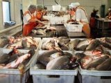 Увеличится производство и переработка рыбы на Кубани