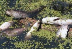 Прокуратура проверяет информацию о массовой гибели рыбы в Охтинском водохранилище