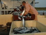 Россия за 11 месяцев нарастила экспорт рыбы до $3,3 миллиарда