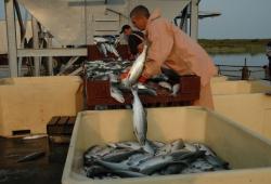 Россия за 11 месяцев нарастила экспорт рыбы до $3,3 миллиарда