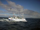 Пути насыщения отечественного рыбного рынка рассмотрели в Госдуме