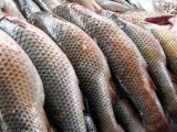 Рыболовный бизнес Финляндии попал под удар из-за эмбарго России