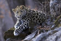 Дальневосточный леопард – Земля леопарда