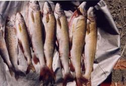 Рыбалка на хариуса в Горном Алтае