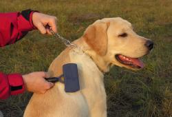Шерсть собаки - как правильно ухаживать за шерстью собак?