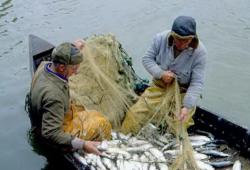 Для рыбной отрасли Курил нашли больше внебюджетных денег
