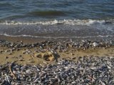 На Каспии в Дагестане гибнет рыба