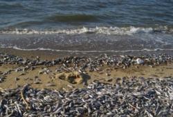 На Каспии в Дагестане гибнет рыба