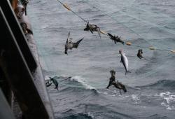 Рыбакам Камчатки удалось поймать 7000 тонн лосося