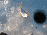 Рыбалка зимой: выбор наживки